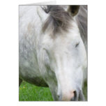 Sleepy Appaloosa Greeting Card