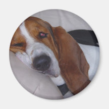 Sleepy Basset Hound Refrigerator Magnets