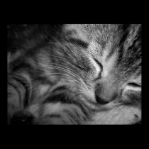Sleepy Bastian posters