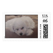 Sleepy Bichon Puppy postage by susprice Sleepy Bichon Puppy postage