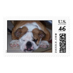 Sleepy Bulldog Postage Stamps