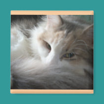 Sleepy Calico magnets