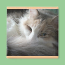 Sleepy Calico magnets