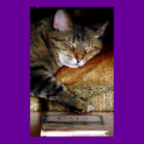 Sleepy Cat Book Painting posters