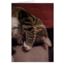 Sleepy Cat cards