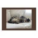 Sleepy Cat posters by mraiford Sleepy Cat posters