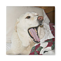 Sleepy dog magnets by deemac1 Sleepy dog magnets
