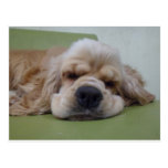 Sleepy Dog Postcard