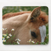 Sleepy Foal Horse Mousepad
