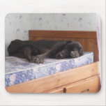 Sleepy Girl 2 - Great Dane Mousepad