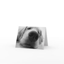 Sleepy Golden Greeting Cards