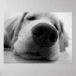 Sleepy Golden Poster