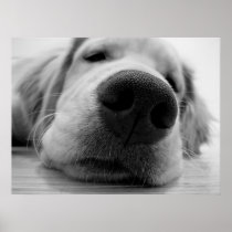 Sleepy Golden Poster