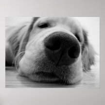 Sleepy Golden Poster