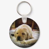 Sleepy Golden Puppy Keychain by DWoehr Sleepy Golden Puppy Keychain