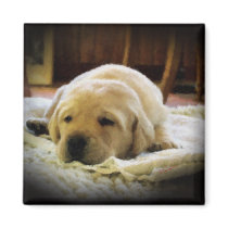 Sleepy Golden Puppy Magnet by DWoehr Sleepy Golden Puppy Magnet