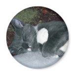 Sleepy Gus magnets