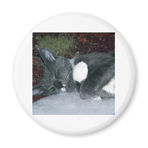 Sleepy Gus Refrigerator Magnets