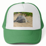 Sleepy Hawaiian Monk Seal hats