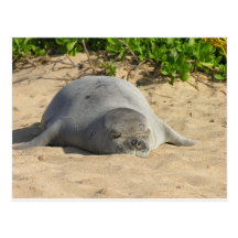 Sleepy Hawaiian Monk Seal Postcards