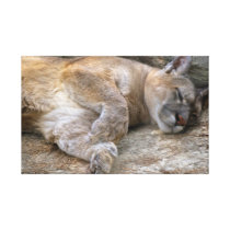 Sleepy Head