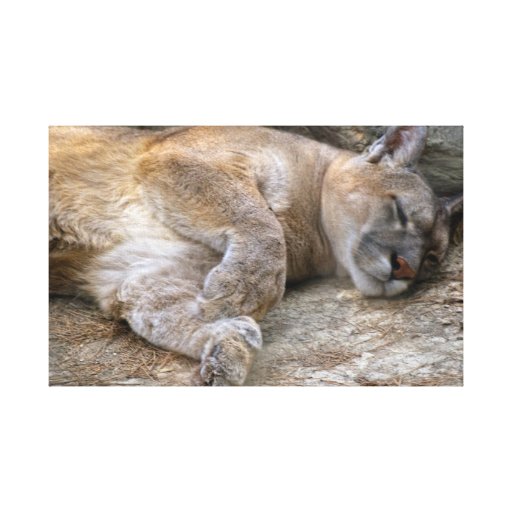 Sleepy Head Canvas Prints