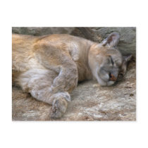 Sleepy Head Postcards