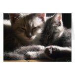 Sleepy Kittens Falling Asleep Together Cards