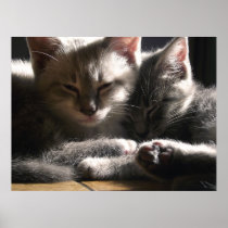 Sleepy Kittens Falling Asleep Together Print