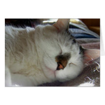 Sleepy kitty Birthday Cards