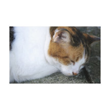 Sleepy Kitty Canvas Prints