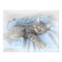 Sleepy Kitty (large poster) posters by liz5384 Sleepy Kitty (large poster) posters