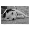 Sleepy Kitty posters