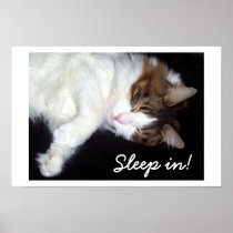 Sleepy Kitty Poster