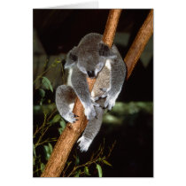 Sleepy Koala