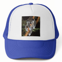 Sleepy Koala