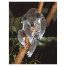 Sleepy Koala Letterhead Design