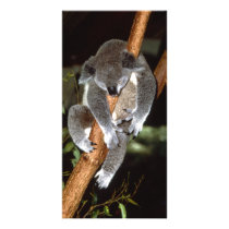 Sleepy Koala