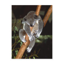 Sleepy Koala