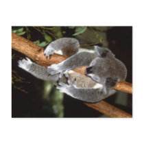 Sleepy Koala