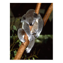 Sleepy Koala Postcard