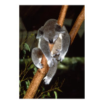 Sleepy Koala