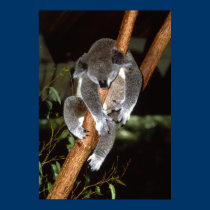 Sleepy Koala posters