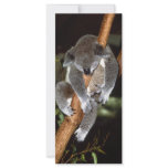 Sleepy Koala Personalized Rack Card