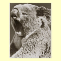 Sleepy Koala Yawning postcards