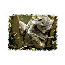 Sleepy Koalas posters
