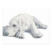 Sleepy Labradoodle Pup Post Cards