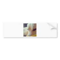 Sleepy Labrador Bumper Sticker