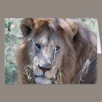 Sleepy Lion cards