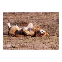 Sleepy Lion posters by pshaw_photo Sleepy Lion posters